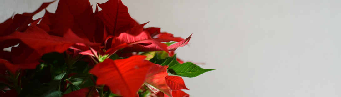 血行促進と自律神経を整える磁気健康センター森川